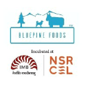 BluePine Foods logo